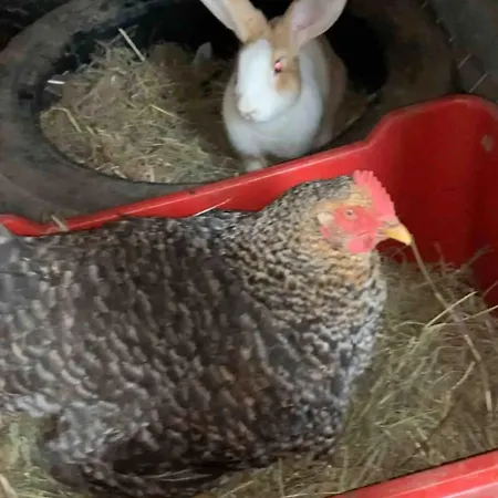 Kwatera prywatna Linda